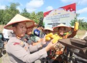 Dukung ketahanan pangan, Polres Balangan panen jagung seluas dua hektare