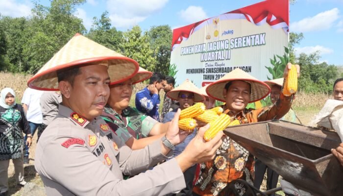 Dukung ketahanan pangan, Polres Balangan panen jagung seluas dua hektare