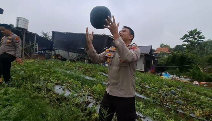 Manfaatkan lahan produktif, Kapolres Balangan panen semangka di lahan garapan personel