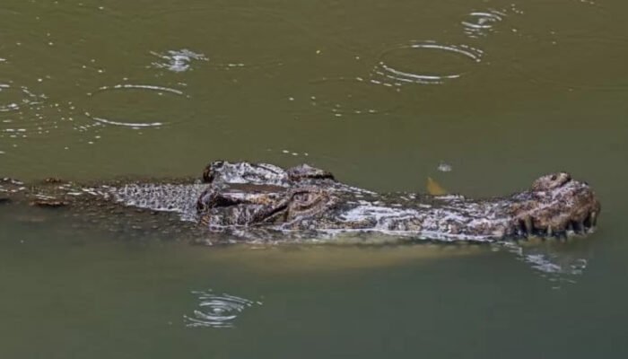 Buaya Datu muncul, Pemdes Mantaas keluarkan imbauan bagi warga