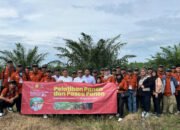 Pekebun di Kalsel antusias ikuti pelatihan panen dan pascapanen sawit oleh BPDP