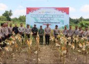 Polres HST saat melaksanakan panen.