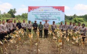 Polres HST saat melaksanakan panen.