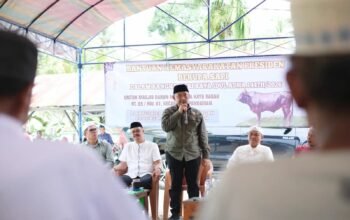 Bupati HST Serahkan Sapi Kurban Presiden Prabowo untuk Warga Kayu Rabah