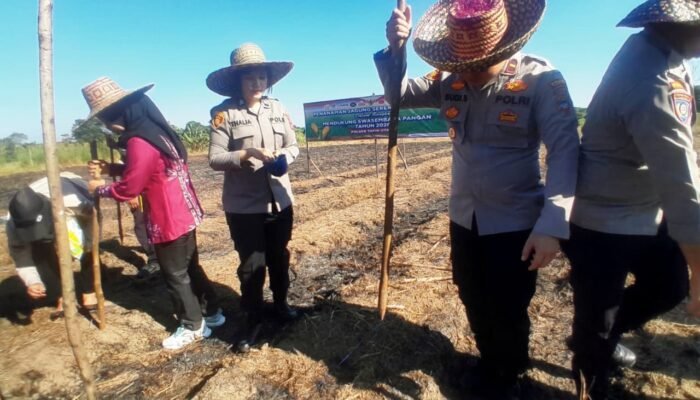 Dukung ketahanan pangan nasional, Polsek Tapin Utara tanam jagung serentak