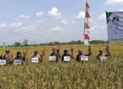 Bupati Samsul Rizal Panen Padi, Wujud Nyata Asta Cita Prabowo