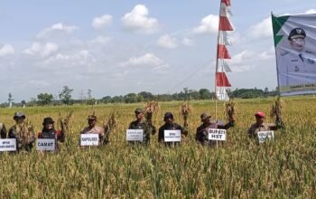 Bupati Samsul Rizal Panen Padi, Wujud Nyata Asta Cita Prabowo