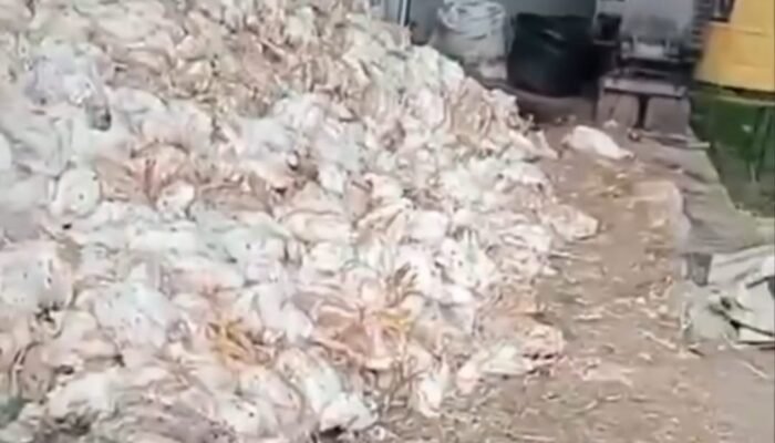 Lebih dari 5.000 Ayam Mati Akibat Listrik Padam, Peternak HST Rugi Rp250 Juta