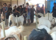 Kawal Partisipasi Publik, Anggota DPRD Balangan Supianor Hadiri Rangkaian Agenda Kemasyarakatan