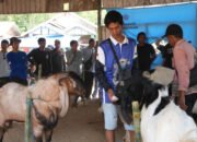 Ratusan peternak ikuti Kontes Kambing se-Banua Enam di Balangan