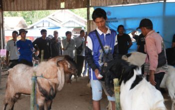 Ratusan peternak ikuti Kontes Kambing se-Banua Enam di Balangan