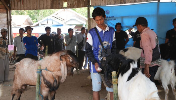 Ratusan peternak ikuti Kontes Kambing se-Banua Enam di Balangan