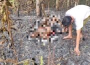Seorang lansia ditemukan meninggal di lokasi Karhutla Desa Hapulang HST